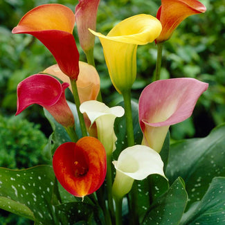 Calla Bulbs