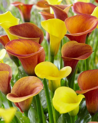 Calla Collections