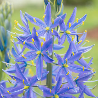 Camassia bulbs