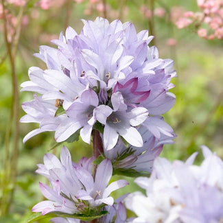 Campanula bare roots