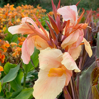 Canna rhizomes