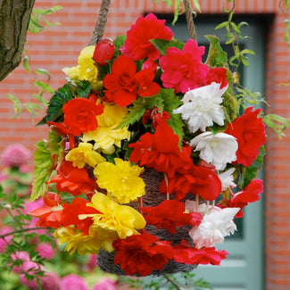 Cascade begonia tubers