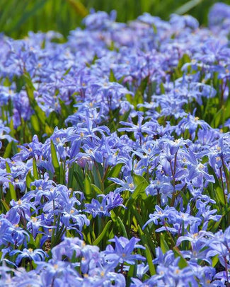 Chionodoxa bulbs