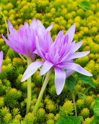 Colchicum bulbs