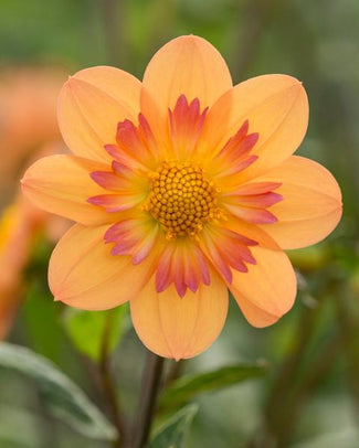 Collarette dahlias