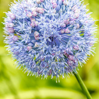 Allium bulbs