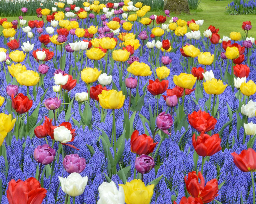 Spring bulb planting combinations — Buy online at Farmer Gracy UK | Page 2