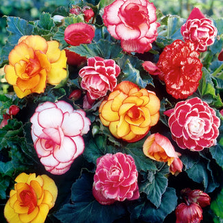 Begonia collections