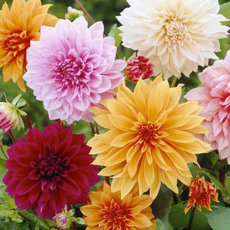 Dahlia collections