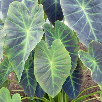 Colocasia bulbs