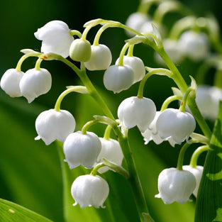 Convallaria pips (Lily-of-the-Valley)