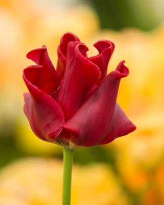 Coronet/crown tulips