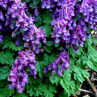 Corydalis bulbs