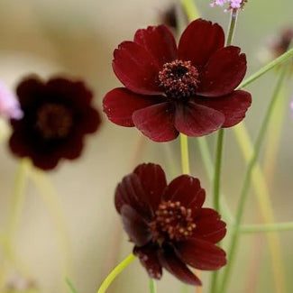 Chocolate cosmos tubers