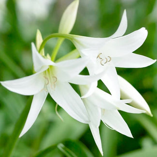 Crinum bulbs (Swamp Lilies)