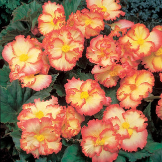 Crispa begonia tubers