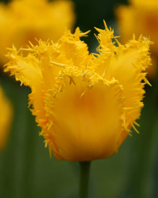 Crispa tulips