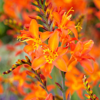 Crocosmia corms