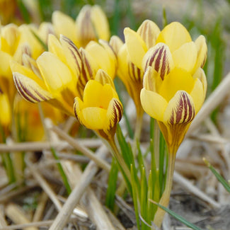 Crocus bulbs