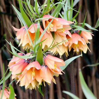 Crown imperial bulbs