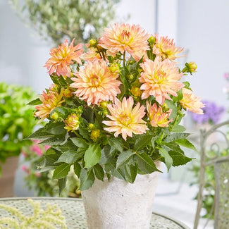 Dahlias for pots