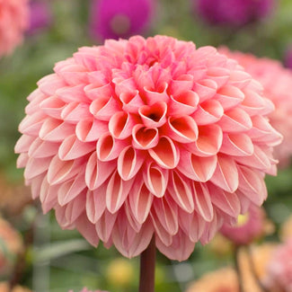 Decorative dahlias