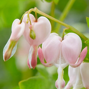 Dicentra rhizomes (bleeding heart)