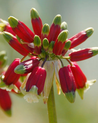 Dichelostemma bulbs