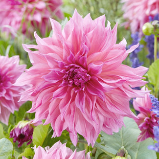 Dinnerplate dahlias