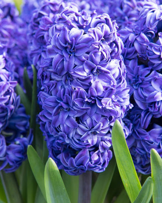 Double hyacinths