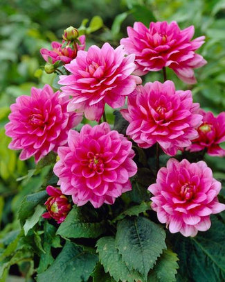 Dwarf bedding dahlias