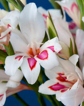 Dwarf gladiolus