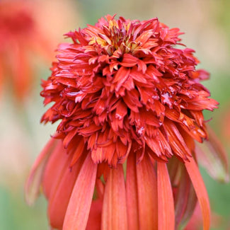 Echinacea bare roots