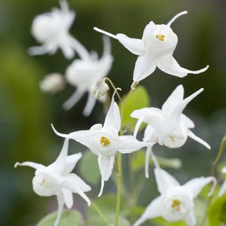 Epimedium bare roots