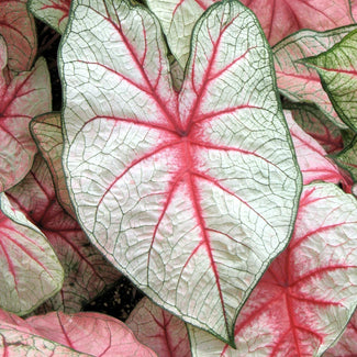 Foliage plants