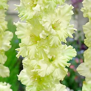 Fringed gladioli