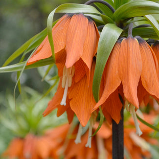 Fritillaria bulbs