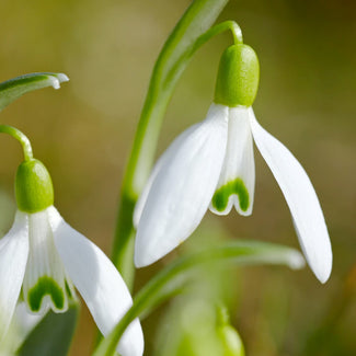 Snowdrop bulbs (galanthus)