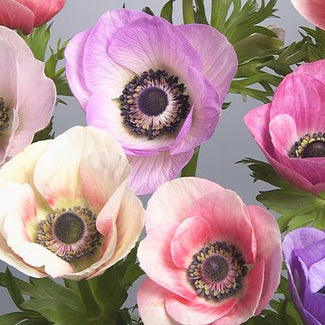 Israeli anemone bulbs