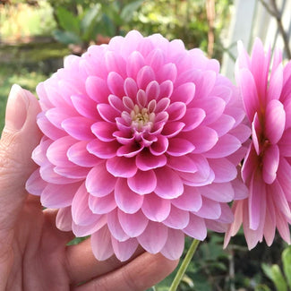 Gallery dahlias