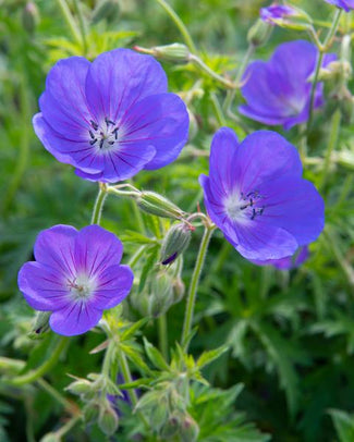 Geranium bare roots