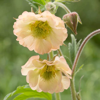 Geum bare roots