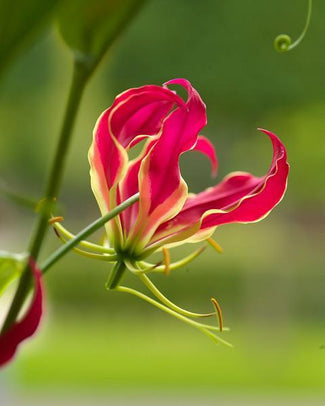 Gloriosa bulbs (flame lilies)