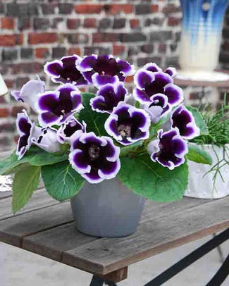 Gloxinia tubers