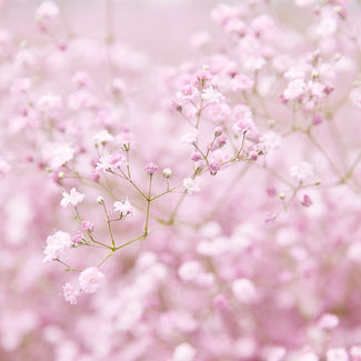 Gypsophila bare roots (baby's breath)