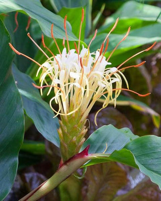 Hedychium rhizomes