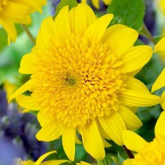 Helianthus bare roots (sunflower)