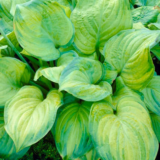 Hosta bare roots