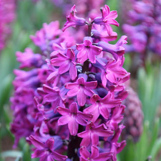 Hyacinth bulbs