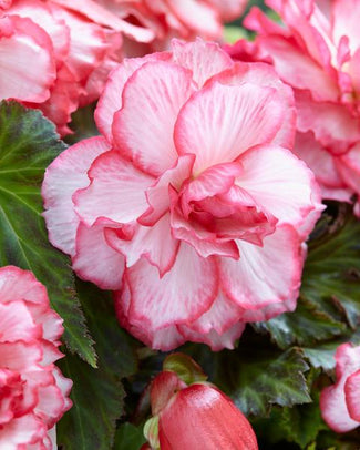 Hybrid begonia tubers